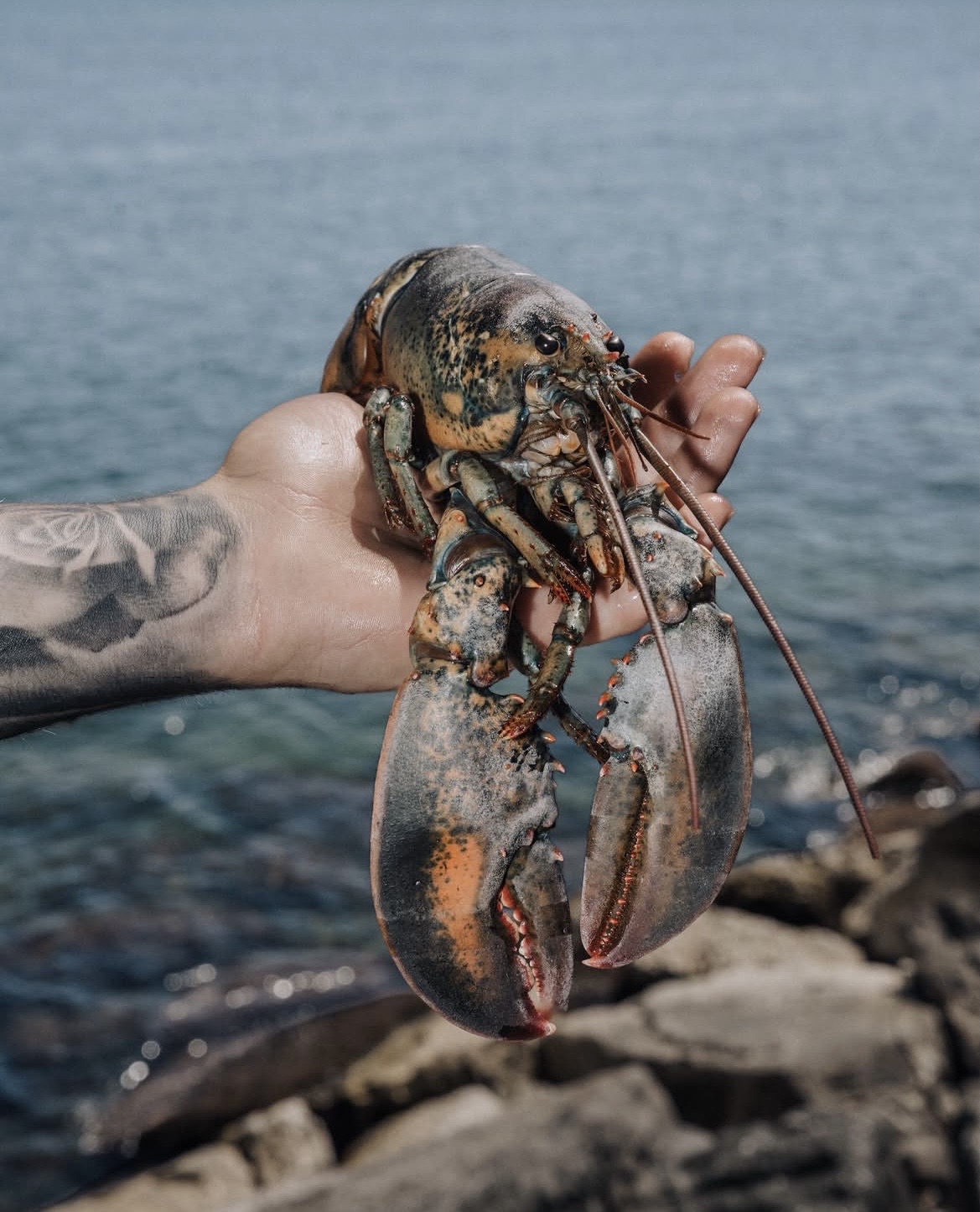 Astice appena pescato davanti al mare di Molfetta